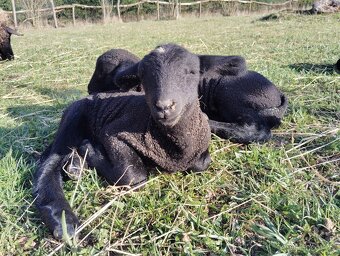 Prodám letošní jehňata - 2