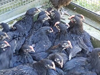Marans nasadova vejce Brno - 2