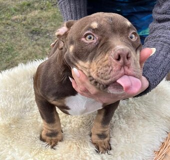 American Bully Micro/exotik s PP i bez PP - 2