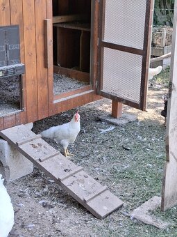 Kohoutci leghorn - 2