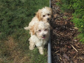 Maltipoo - 2