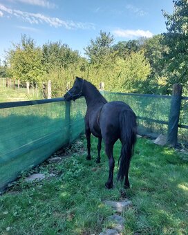 Klisna pony - 2