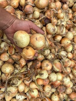 Cibule 10kč/kg - 2