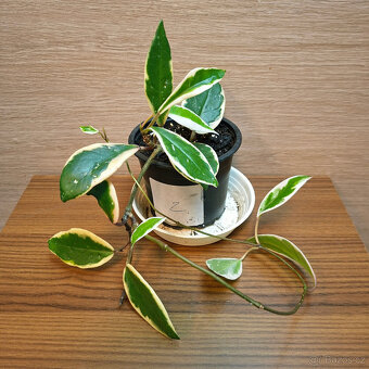 Hoya Carnosa Pink Flamingo - 2