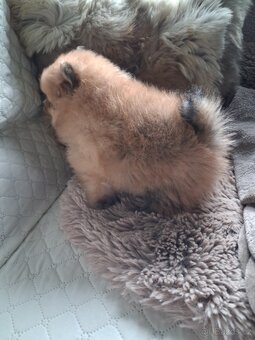 Pomeranian - pejsek - 2