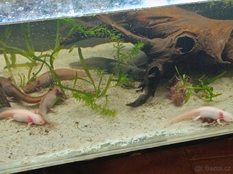 Axolotl mexický - 2