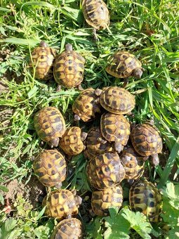 Suchozemská želva zelenavá, testudo hermanni - 2