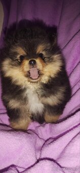 Pomeranian - 2