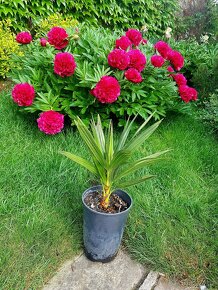 Žumara, Chamaerops humilis, palmy, mrazuvzdorné palmy - 2