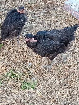 Leghorn, holokrk - 2
