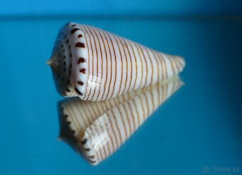 Conus hirasei - 2