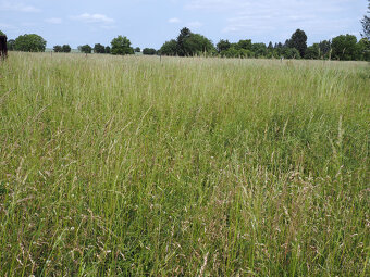 Prodám luční seno – kulaté balíky 125 cm - 2
