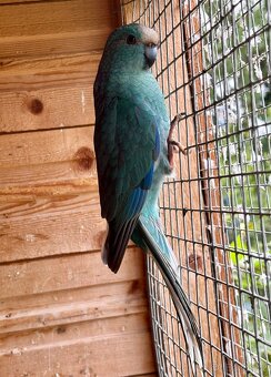 Kakariki. - 2