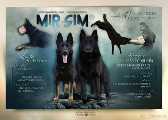 Německý  ovčák - pejsek s PP - 2