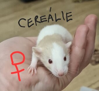 Potkani, potkánci DUMBO - 2