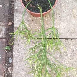 Ripsalis, taky věšák kaktus - 2