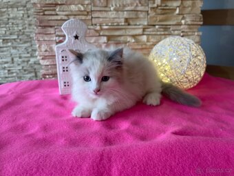 Ragdoll koťátka bez PP - 2