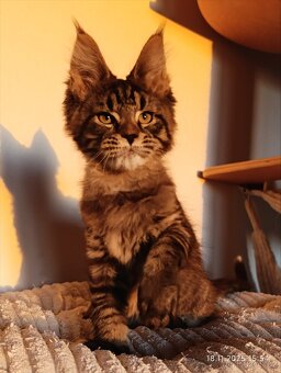 Mainská mývalí koťátka s PP - 2