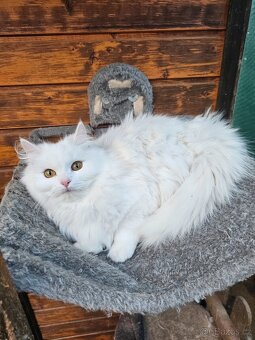 Sibiřská kočka něvská maškaráda - 2