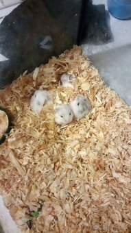 Dzungarsky křeček - 2