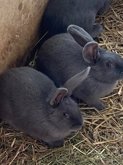 Moravský modrý - 2