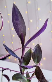 Tradescantia Purple heart - 2