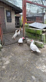 Kačeři Činky, Běžec - 2