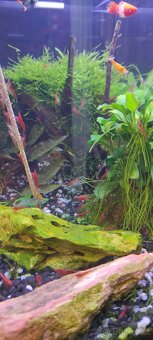 Krevetky Red cherry - Neocaridina davidi - 2