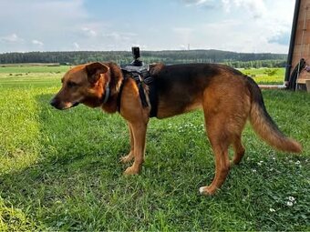 Dog mount, psí postroj držák pro kamery - 2