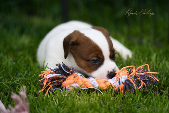 Jack Russell teriér s průkazem původu -PEJSEK - 2