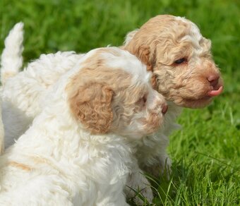 Lagotto Romagnolo s PP/ ITALSKÝ VODNÍ PES/ - 2