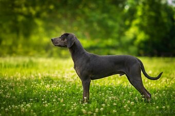 Catahoula Leopard Dog - 2