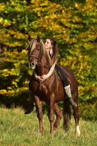 Připouštění Welsh cob - D - 2