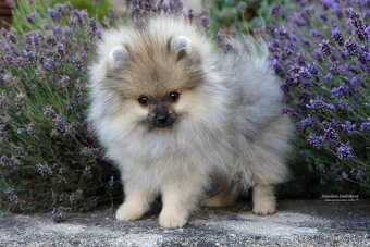 Pomeranian s PP - 2