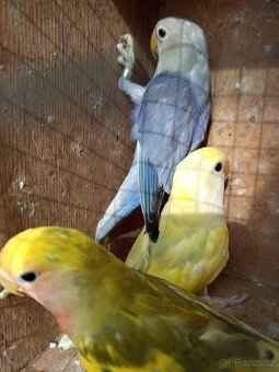 Agapornis růžohrdlý - 2