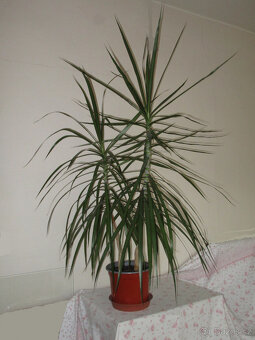 Monstera - 2