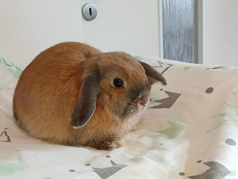 Volná samička - Anglický Zakrslý Beránek MiniLop🍑 - 2