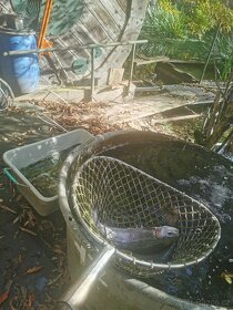 Pstruh duhový Trofejni - 2