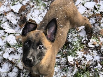 Belgicky ovcak malinois bez pp - 2