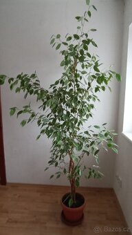 Fikus benjamin Ficus Benjamina, vzrostlá pokojová kytka - 2