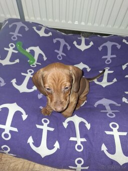 Trpasličí jezevčík - 2