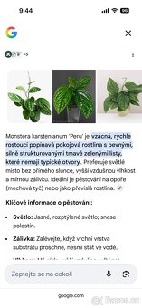 Monstera karstenianum 'Peru' - 2