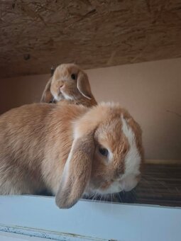Mini Lop - 2