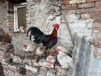 Prodám mladé kohouty. - 2