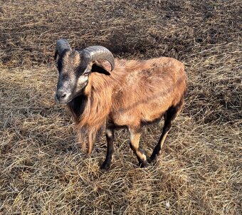 Kamerúnsky beran - 2