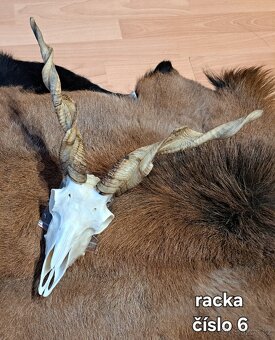 Trofeje, ovca capova - 2