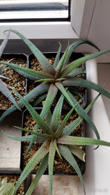Aloe Parvula ( sukulent ) - 2