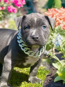 American Bully - 2