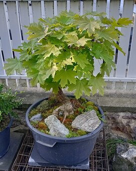 Javor mléč (Acer platanoides) bonsai - 2