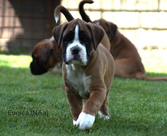 Nemecký boxer šteniatka - 2
